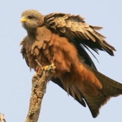 Pembury Tours - Sabi Sand Game Reserve - Kruger National Park - Wildlife Viewing - Game Drives - Bird Life - Bird Viewing - Yellow Billed Kite