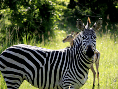 Zambia - South Luangwa National Park - Zebra