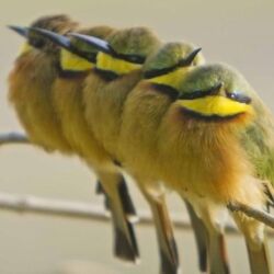 Pembury Tours - Shinde & Kanana Camp - Ker & Downey - Okavango Delta - Botswana - Birdlife - Birding - Little Bee-eater