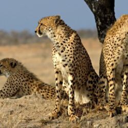 Pembury Tours - Sabi Sand Game Reserve - Kruger National Park - Wildlife Viewing - Game Drives - Game Viewing - Cheetah