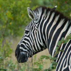 Pembury Tours - Sabi Sand Game Reserve - Kruger National Park - Wildlife Viewing - Game Drives - Game Viewing - Zebra