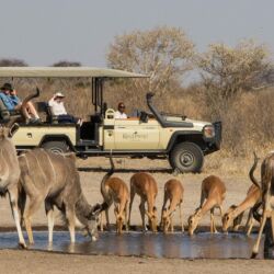 Pembury Tours - Dinaka Safari Lodge - Central Kalahari Game Reserve - Botswana - Game Viewing - Game Drive