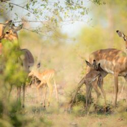 Pembury Tours - Sabi Sand Game Reserve - Kruger National Park - Wildlife Viewing - Game Drives - Game Viewing - Impala