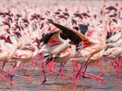 Pembury Tours - Makgadikgadi Pans National Park - Botswana - Game Drives - Game Viewing - Birdlife - Birding