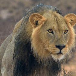 Pembury Tours - Central Kalahari Game Reserve - Botswana - Game Drives - Game Viewing - Big Five - Lion