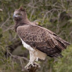 Pembury Tours - Kruger National Park - Olifant's Rest Camp - South Africa - Self Drive Safari - Game Viewing - Game Drive - Birdlife - Birding - Martial Eagle