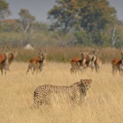 Pembury Tours - Moremi National Park - Botswana - Game Drives - Game Viewing - Cheetah