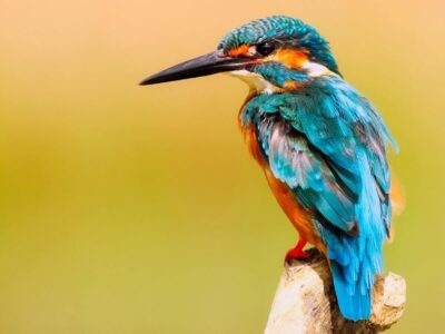 Pembury Tour - St Lucia Estuary - St Lucia - Wetlands - KwaZulu Natal - Birdlife - Kingfisher
