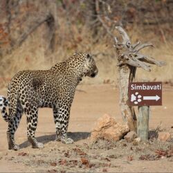 Pembury Tours - Simbavati River & Hilltop Lodge - Timbavati Game Reserve - Kruger National Park - Game Viewing - Game Drives - Big Five - Leopard