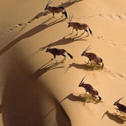 Pembury Tours - Sossusvlei - Guided Tour - Namibia - Dune Scenes