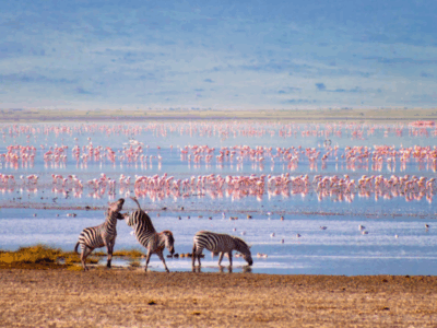 Pembury Tours - Botswana - Makgadikgadi - Flamingos