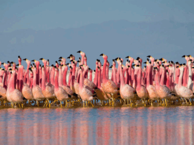 Pembury Tours - Kenya - Lake Bogoria - Flamingos - Close Up