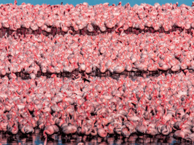 Pembury Tours - Kenya - Lake Bogoria - Flamingos - En Masse