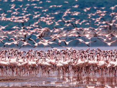 Pembury Tours - Kenya - Lake Bogoria - Flamingos - Flock