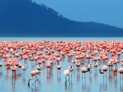 Pembury Tours - Kenya - Lake Bogoria - Flamingos