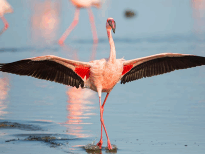 Etosha - Flamingo