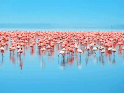 Etosha - Flamingos - Flock