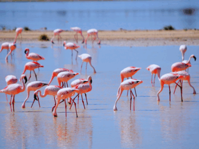 Etosha - Flamingos