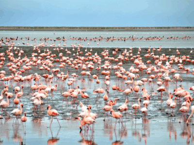 Flamingos Walvis Bay