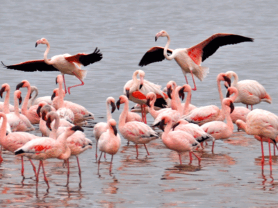 Walvis Bay - Flamingos