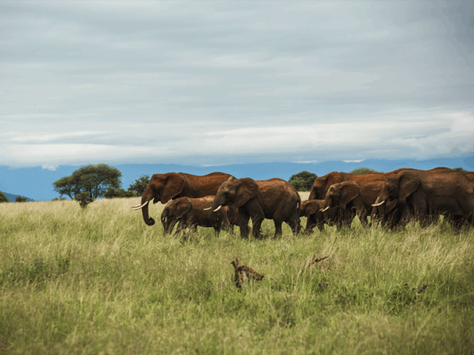 Pembury Tours - Tanzania - Tarangire National Park