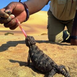 Pembury Tours - Swakopmund - Marine & Dune Safari - Sandwich Harbour - Namibian Wildlife - Namibia - Chameleon
