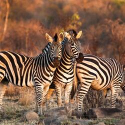 Pembury Tours - Sabi Sand Game Reserve - Kruger National Park - Londolozi Tree Camp - Game Drive - Game Viewing - Zebra