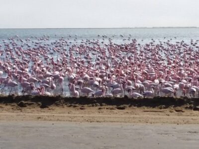 Pembury Tours - Walvis Bay - Swakopmund - Namibia - Namibian Wildlife - Self Drive Activities - Lagoon - Flamingo