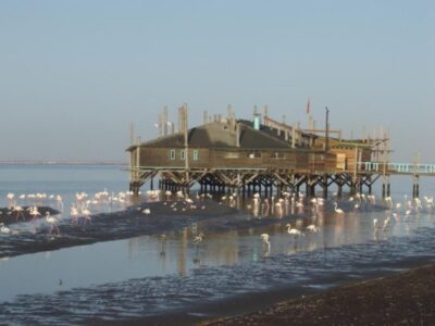 Pembury Tours - Walvis Bay - Swakopmund - Namibia - Namibian Wildlife - Self Drive Activities - Lagoon - Flamingo