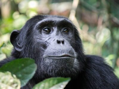 Pembury Tours - Nyungwe Forest Reserve - Rwanda - Activities - Chimpanzee Trekking