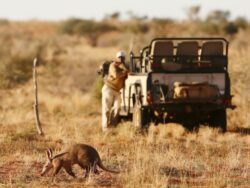 Pembury Tours - Tswalu Kalahari Game Reserve - South Africa - Game Drives - Game Viewing Activities - Aardvark