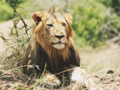 Pembury Tours - Akagera National Park - Rwanda - Game Viewing - Game Drive - Big Five - Lion
