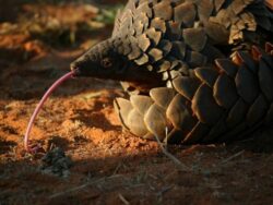Pembury Tours - Tswalu Kalahari Game Reserve - South Africa - Game Drives - Game Viewing - Pangolin