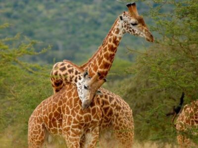 Pembury Tours - Akagera National Park - Rwanda - Game Viewing - Game Drive - Giraffe