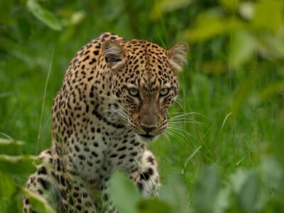 Pembury Tours - Akagera National Park - Rwanda - Game Viewing - Game Drive - Leopard