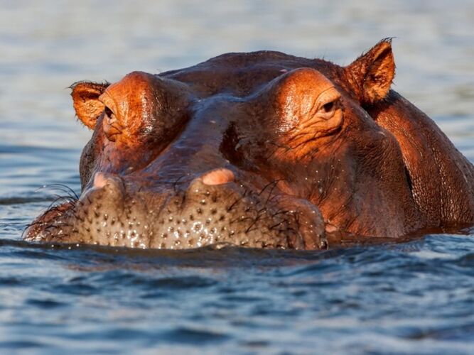 Pembury Tours - Chobe National Park - Game Viewing - Game Drives - Hippo