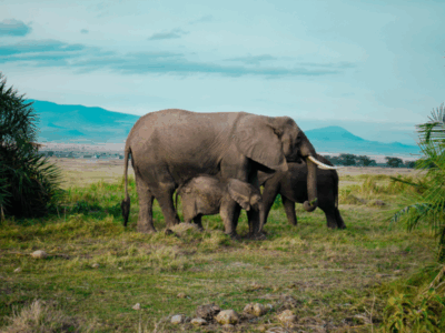 Pembury Tours - Kenya - Amboseli National Park - Big Five - Elephants