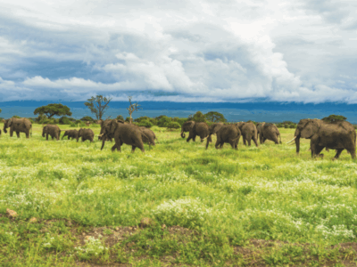 Pembury Tours - Kenya - Amboseli National Park - Big Five - Elephants
