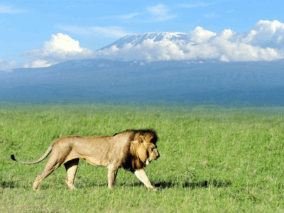 Pembury Tours - Kenya - Amboseli National Park - Big Five - Lion