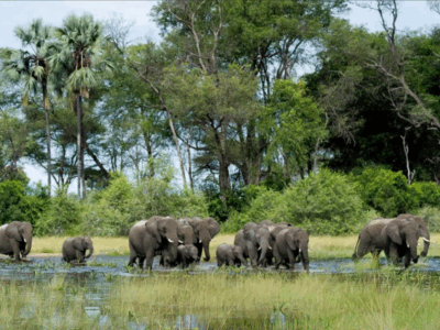 Pembury Tours - Okavango Delta - Botswana - Big Five - Elephants