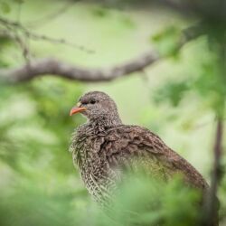 Pembury Tours - Manyeleti Concession - Greater Kruger National Park - Game Drives - Game Viewing - Birdlife - Birding