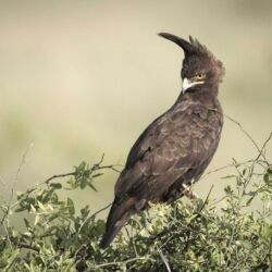 Pembury Tours - Masai Mara National Park - Masai Mara Wildlife - Kenya - Kenyan Wildlife - East African Safari - Game Drive - Game Viewing - Birdlife - Birding - Long Crested Eagle