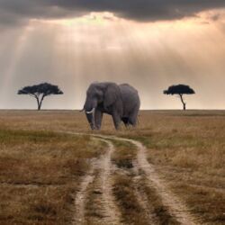 Pembury Tours - Masai Mara National Park - Masai Mara Wildlife - Kenya - Kenyan Wildlife - East African Safari - Game Drive - Game Viewing - Elephant