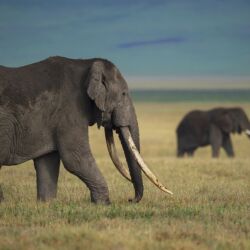 Pembury Tours - Serengeti National Park - Tanzania - Tanzanian Wildlife - East African Safari - Game Viewing - Game Drives - Big Five - Elephant