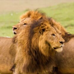 Pembury Tours - Ngorongoro Crater Conservancy Tour - Tanzania - Tanzanian Wildlife - East African Safari - Game Viewing - Game Drive - Big Five - Lion