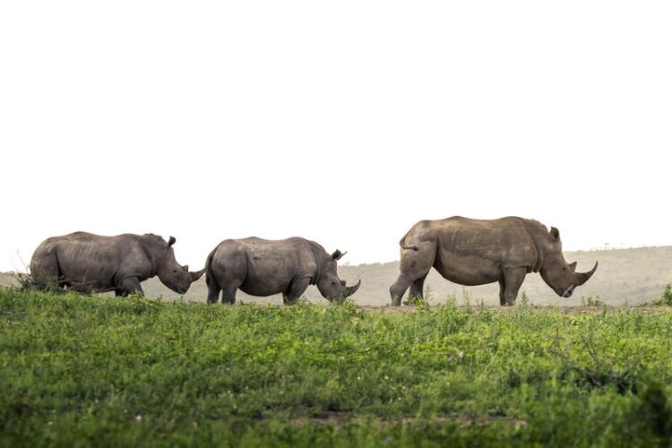 Rhino Ridge Safari Lodge