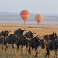 Pembury Tours - Serengeti National Park - Tanzania - Tanzanian Wildlife - East African Safari - Game Viewing - Game Drives - Wildebeest