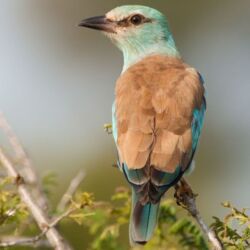 Pembury Tours - Manyeleti Concession - Greater Kruger National Park - Game Drives - Game Viewing - Birdlife - Birding - Roller