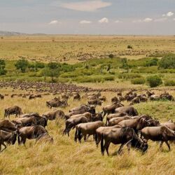 Pembury Tours - Masai Mara National Park - Masai Mara Wildlife - Kenya - Kenyan Wildlife - East African Safari - Game Drive - Game Viewing - Wildebeest
