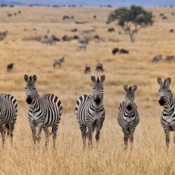 Pembury Tours - Masai Mara National Park - Masai Mara Wildlife - Kenya - Kenyan Wildlife - East African Safari - Game Drive - Game Viewing - Zebra